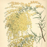 Graines Acacia riceana, Mimosa de Ricé