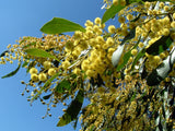 Graines Acacia pycnantha, Mimosa doré