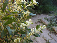 Graines Acacia myrtifolia, Mimosa à feuilles de Myrte