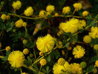 Graines Acacia pulchella, Moïse épineux