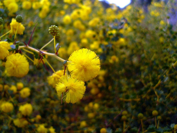 Graines Acacia pulchella, Moïse épineux