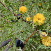 Graines Acacia farnesiana, Cassier