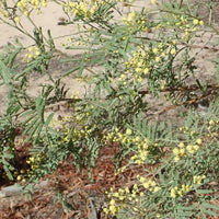 Graines Acacia deanei, Mimosa de Deane