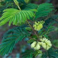 Graines Albizia lophanta, Acacia du Cap