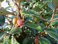 Boutures de Chalef, Elaeagnus Ebbingei, Eleagnus de Ebbing