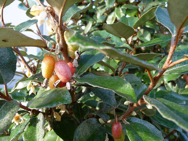 Plant de Chalef, Elaeagnus Ebbingei, Eleagnus de Ebbing, Racines Nues