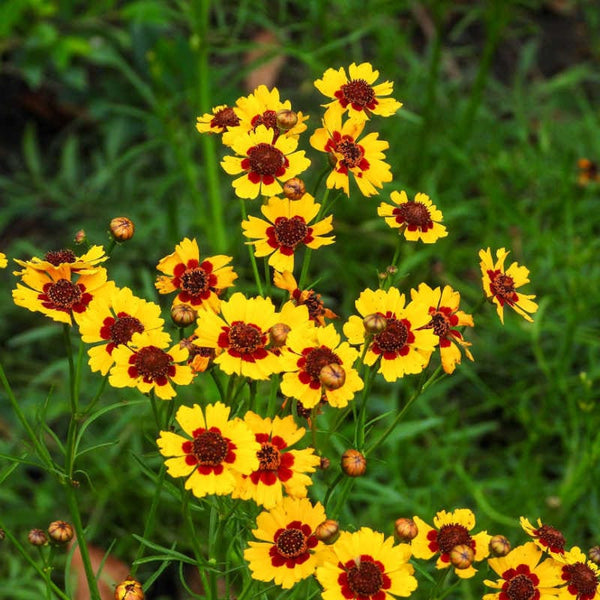 100 Graines Coreopsis Tinctoria, Coréopsis des Teinturiers