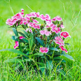 100 Graines Dianthus Chinensis, Oeillet de Chine