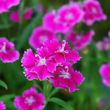 100 Graines Dianthus Chinensis, Oeillet de Chine