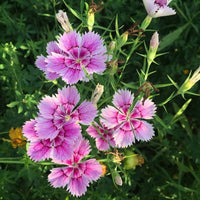 100 Graines Dianthus Chinensis, Oeillet de Chine