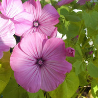 10 Graines de Lavatera Trimestris Loveliness, Mauve Royale