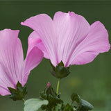 10 Graines de Lavatera Trimestris Loveliness, Mauve Royale