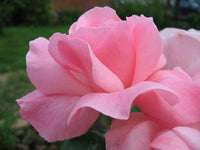 3 Graines Rosa Laxa, Rosier