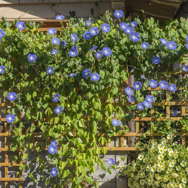 40 Graines Ipomoea Tricolor Heavenly Blue, Ipomée Bleue