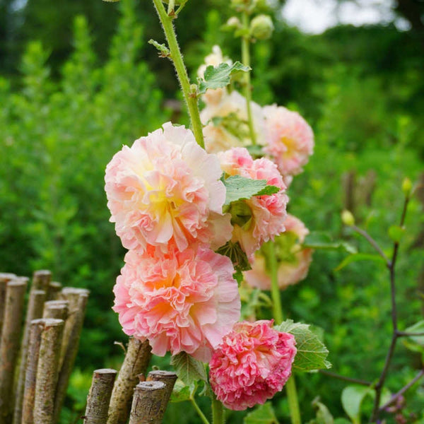 10 Graines de Rose Trémière Fleur Rose, Alcea Rosea Chater's Pink