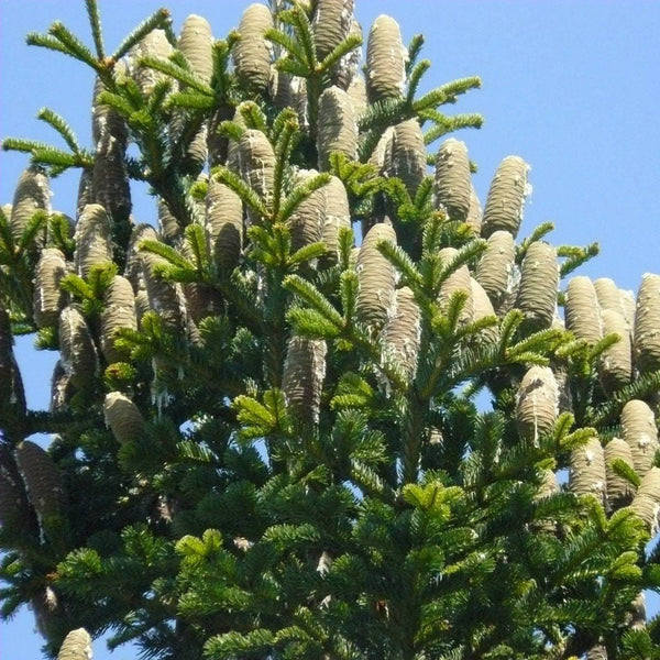 7 Graines de Abies Cilicica, Sapin de Cilicie