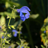 5 Graines de Salvia patens, Sauge bleue