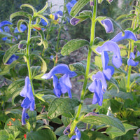 5 Graines de Salvia patens, Sauge bleue