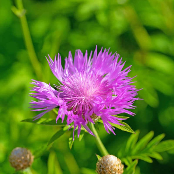 10 Graines Centaurea Dealbata, Centaurée, Bleuet Persan