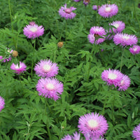 10 Graines Centaurea Dealbata, Centaurée, Bleuet Persan