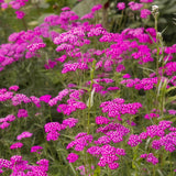 25 Graines Achillée "Cerise Quenn", Achillea Millefolium "Cerise Quenn"