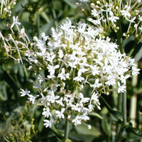 20 Graines de Centranthus Ruber Albus, Valériane Blanche