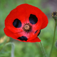 Graines Coquelicot Coccinelle, Papaver Commutatum "LadyBird Red"