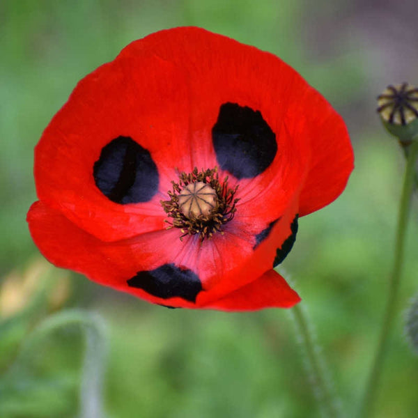 Graines Coquelicot Coccinelle, Papaver Commutatum "LadyBird Red"