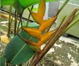 10 Graines de Heliconia Champneana