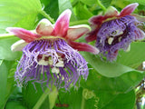 10 Graines de Passiflora Quadrangularis, Grenadille Géante