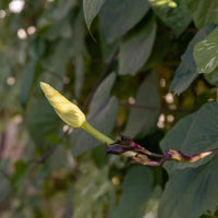 3 Graines Ipomoea Noctiflora Alba, Fleur de Lune