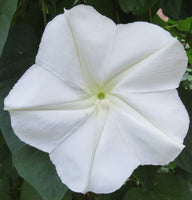 7 Graines Ipomoea Noctiflora Alba, Fleur de Lune