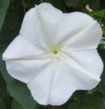 10 Graines Ipomoea Noctiflora Alba, Fleur de Lune