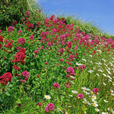 20 Graines de Centranthus Ruber Coccineus, Valériane Rouge