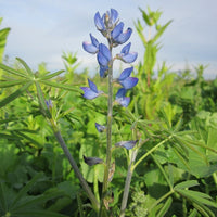 7 Graines de Lupinus angustifolius, Lupin bleu