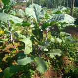 25 Graines Brassica carinata, Moutarde d'Abyssinie