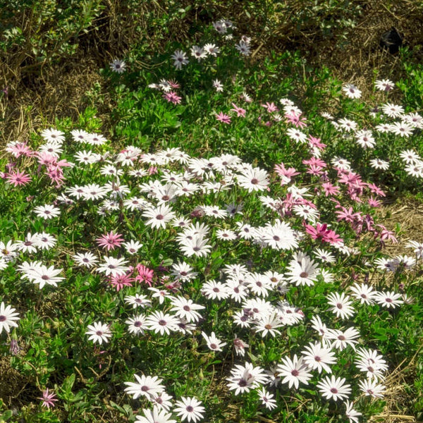 25 Graines de Crepis Rubra Mix, Crépide