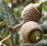 2 Graines de Chêne Vert, Quercus Ilex Ilex