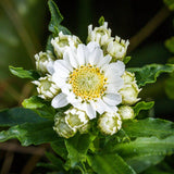 25 Graines Achillée Ptarmique, Achillea Ptarmica