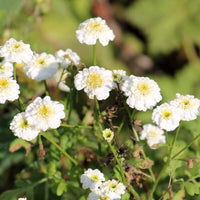 25 Graines Achillée Ptarmique, Achillea Ptarmica