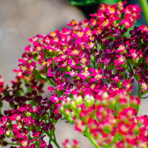 25 Graines Achillée "Cerise Quenn", Achillea Millefolium "Cerise Quenn"