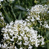 20 Graines de Centranthus Ruber Albus, Valériane Blanche