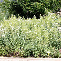 20 Graines de Centranthus Ruber Albus, Valériane Blanche