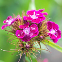 50 Graines Dianthus Caryophyllus Grenadin mix, Oeillet des Fleuristes