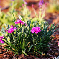 100 Graines Dianthus Caryophyllus Grenadin mix, Oeillet des Fleuristes