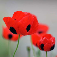 Graines Coquelicot Coccinelle, Papaver Commutatum "LadyBird Red"