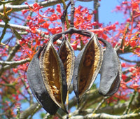 5 Graines de Brachychiton Acerifolius, Flamme Australienne