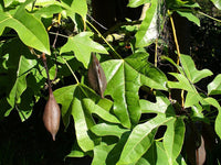 7 Graines de Brachychiton Acerifolius, Flamme Australienne