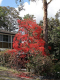 3 Graines de Brachychiton Acerifolius, Flamme Australienne