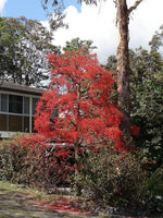 7 Graines de Brachychiton Acerifolius, Flamme Australienne